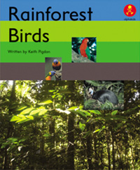 Rain Forest Birds