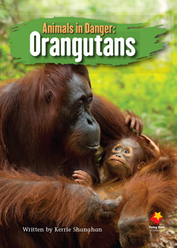 Animals in Danger: Orangutans